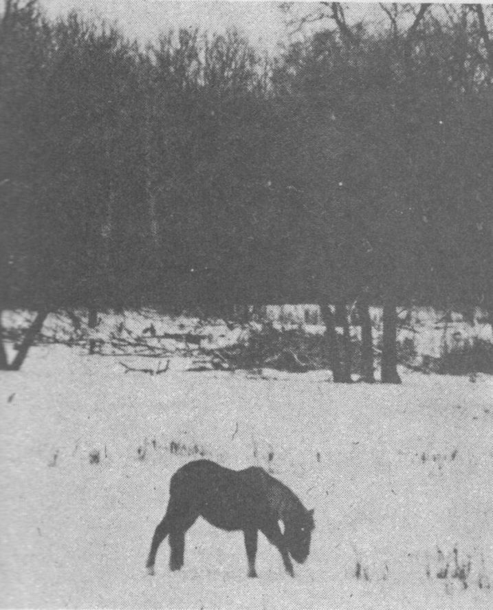 Hubert Brooks' Horse Pickerel from in St. John N.D. 